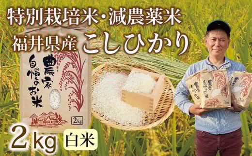 〈先行予約・新米〉減農薬米 こしひかり 2kg /令和6年福井県産(白米)2024年10月発送 人気品種 少量サイズ便利福井県越前市5000米・パン白米