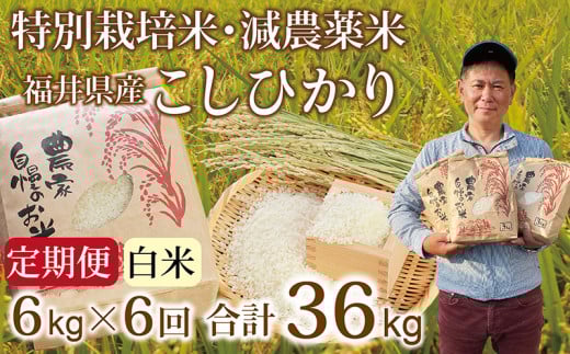 〈先行予約・新米〉【定期便6回】減農薬米 こしひかり 6kg(3kg×2袋) /令和7年 福井県産 (白米)2025年10月発送 人気品種 少量サイズ便利福井県越前市84000米・パン白米