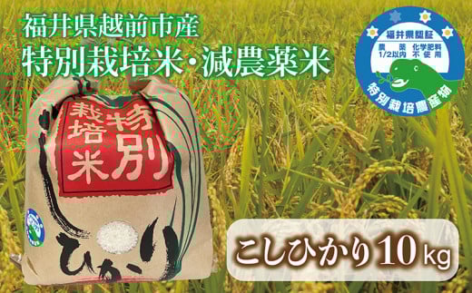 コシヒカリ 10kg 令和7年度産 福井県越前市産 (福井県特別栽培米)福井県越前市26000米・パン白米