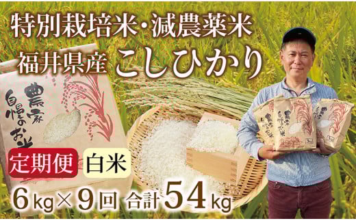 〈先行予約・新米〉【定期便9回】減農薬米 こしひかり 6kg(3kg×2袋) /令和7年 福井県産 (白米)2025年10月発送 人気品種 少量サイズ便利福井県越前市126000米・パン白米