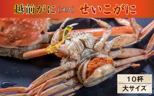 【冷蔵発送】【先行予約 9月10月限定】越前がに(メス)「せいこがに」 大サイズ 180g前後 × 10杯福井県越前市90000魚介・海産物カニ