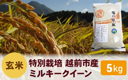 【令和6年度新米 玄米】特別栽培 越前市産ミルキークイーン 5kg福井県越前市9000米・パン白米