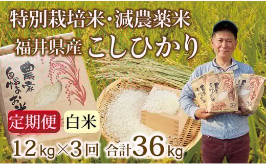 qs\EVāryւRz_ Ђ 12kg(3kg×4) ^ߘa7N 䌧Y iāj2025N10 lCi ʃTCY֗䌧zOs75000āEp