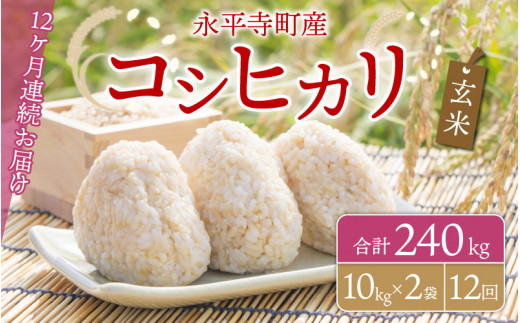 y12A͂zyāz ߘa5NxY iY RVqJ 20kg×12iv240kgj  [M-033083]䌧i384000āEpāEGāEāE