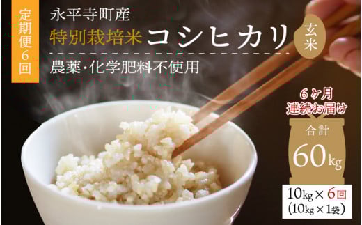 【先行予約】【6ヶ月定期便】【玄米】 令和7年度産 永平寺町産 農薬不使用・化学肥料不使用 特別栽培米 コシヒカリ 10kg×6ヶ月(計60kg)【10月上旬より順次発送開始予定】10キロ 10kg 米