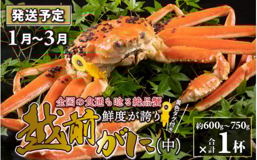 【先行予約】越前がに 中 (約600g〜750g) 1杯【2026年1月〜3月発送】ズワイガニ ずわいがに ズワイ蟹 越前ガニ ボイル 刺身 蟹 鍋 しゃぶしゃぶ 冷蔵  カニ 鍋 冬 海鮮 かに 国産 南越前町 福井