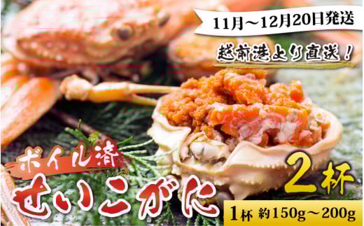 【先行予約】越前港より直送! せいこがに(約150〜200g)2杯※発送前に在宅確認の電話連絡をいたします!【11月〜12月20日発送予定】 セイコガニ せいこ蟹 セコガニ 雌 ずわいがに せいこが