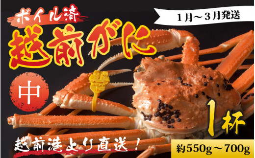 【先行予約】越前港より直送! 越前がに 中 (約550g〜700g) 1杯※発送前に在宅確認の電話連絡をいたします! 【1月〜3月発送予定】ズワイガニ ずわいがに ズワイ蟹 越前ガニ ボイル 刺身 蟹 鍋