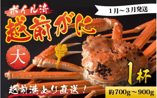 【先行予約】越前港より直送! 越前がに 大 (約700g〜900g) 1杯 ※発送前に在宅確認の電話連絡をいたします!【1月〜3月発送予定】ズワイガニ ずわいがに ズワイ蟹 越前ガニ ボイル 刺身 蟹 鍋