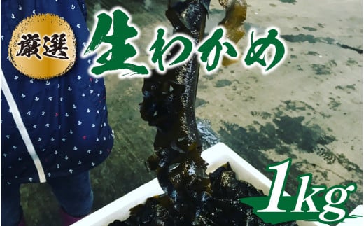 【とれたて!!】厳選生わかめ1.0kg/  新鮮 お造り 刺身 晩酌 食卓 BBQ福井県南越前町8000魚介・海産物のり・海藻