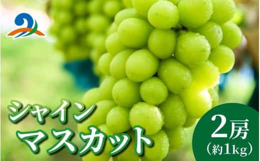【先行予約】シャインマスカット 詰め合わせ【2026年8月10日〜順次発送】約1kg 2房 | くだもの マスカット フルーツ ブドウ 果物 ぶどう おすすめ 人気 予約 福井県 南越前町 産地直送 お届け