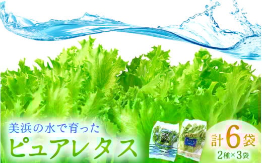 美浜の水で育った ピュアレタス 6個セット 低カリウムレタス&フリルレタス【栽培期間中 農薬不使用 野菜 生野菜 レタス 詰め合わせ グリーンリーフ サラダ サンドイッチ お弁当 水耕栽培