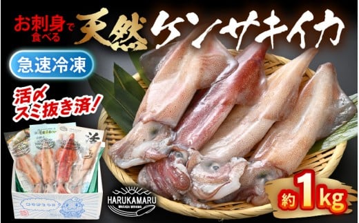 【先行予約】イカ お刺身で食べる 天然 ケンサキイカ 約1kg 活きたイカをご提供している漁師が活〆!【2026年5月中旬以降順次発送予定】 入手困難 急速冷凍 鮮度格別!若狭湾 福井 地物 海