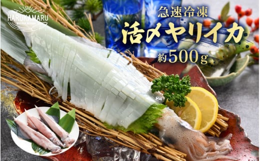 【先行予約】イカ お刺身で食べる 天然 ヤリイカ 約500g 入手困難 活きたイカをご提供している漁師が活〆!【2026年2月中旬以降順次発送予定】急速冷凍 鮮度格別!若狭湾 福井 地物 海鮮 個