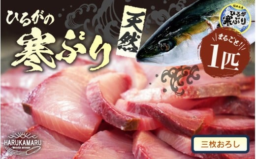 【先行予約】天然 寒ぶり 1本 (約8〜9kg) 若狭湾 ひるがの寒ぶり (三枚おろし)【2025年12月中旬以降順次発送予定】【ブランド お歳暮 贈答 ギフト プレゼント 寒ブリ ぶり ブリ 鰤 鮮魚 新鮮 生