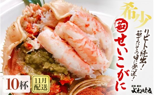 ys\zVR  × 10t (1t190g) 䥂ł̓ɔI y2025N11{ȍ~\z [m17-x008_11]䌧l168000ECYJj