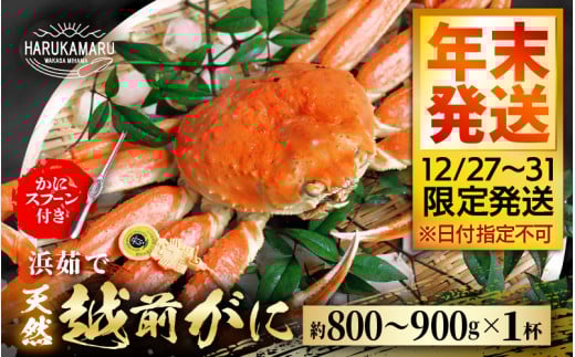 【先行予約】≪浜茹で≫ 地物!天然!越前がに 生の状態で約800g〜900g × 1杯【年末発送12/27〜12/31限定発送!】 かにスプーン付き はるか丸厳選! 獲れたて!茹でたてをお届けします!【冷