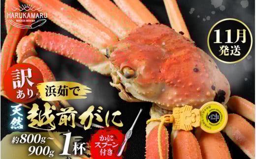 【先行予約】【訳あり】≪浜茹で≫ 天然 越前がに 約800g〜900g × 1杯【2025年11月中旬以降順次発送予定】 かにスプーン付き  はるか丸厳選!【足折れ】【冷蔵 本場の味 ボイル 越前ガニ 蟹 茹