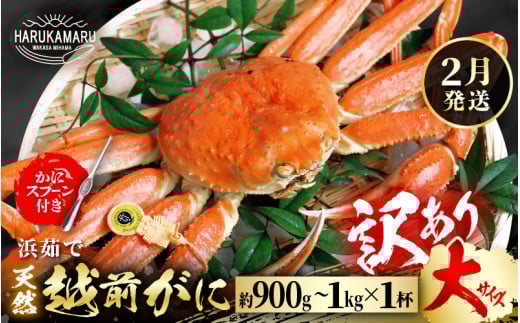 【先行予約】【訳あり】≪浜茹で≫ 天然 越前がに 大サイズ × 1杯【2026年2月上旬以降順次発送予定】かにスプーン付き  はるか丸厳選!【足折れ】【冷蔵 本場の味 ボイル 越前ガニ 蟹 茹で
