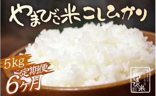 【先行予約】【令和7年産・新米】定期便 ≪6ヶ月連続お届け≫ 米 コシヒカリ 新庄やまびこ米(白米)5kg × 6回 計30kg【2025年10月以降順次発送予定】特A 白米 こめ コメ お米 おこめ こしひか
