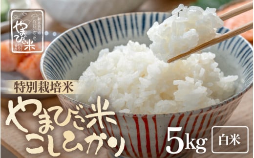 yߘa7NYEVāz RVqJiʍ͔|āj5kg V܂тāiājy Ђ lCi uh 5L   ނ k 䌧 ͕āz [m23-a017]䌧l16