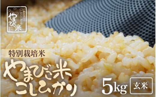 yߘa7NYEVāz RVqJiʍ͔|āj5kg V܂тāiājy Ђ lCi uh 5L  ނ k 䌧 ͕āz[m23-a016]䌧l15000