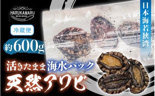 【先行予約】日本海若狭湾【活きたまま天然アワビ約600g】海水パックにてお届け!【2025年11月下旬以降順次発送予定】刺身 お造り お刺身 バター焼き ステーキ BBQ あわび アワビ 鮑 クロア