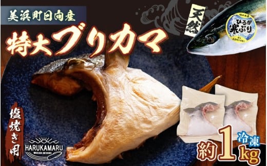 【先行予約】天然 ぶり 特大 ブリカマ (塩焼き用) 約1kg (約500g × 2パック) 【2025年12月中旬以降順次発送予定】美浜町日向産【希少 切身 かま 肉厚 コラーゲン 塩焼き 魚介類 魚貝類 新鮮 冷凍