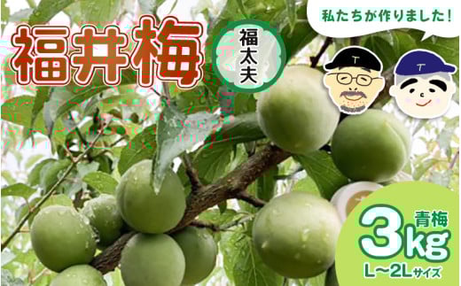 【先行予約】【福井特産】福井梅(福太夫)青梅 3kg(L〜2L サイズ)【2026年6月以降順次発送】梅 福井梅 生梅 青梅 完熟梅 梅干し 梅酒 梅干 梅シロップ 梅ジャム 梅ジュース 果物 梅肉 ウメ