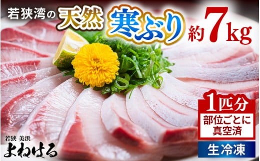 若狭湾の天然寒ぶり 1匹分 部位ごとに真空済(生冷凍)【冷凍 1本分 丸ごと1尾 部位ごと 真空パック フィレ 照り焼き ぶり大根 ぶりしゃぶ ぶり ブリ 鰤 ブリトロ ぶりとろ 刺身 切り身 海鮮