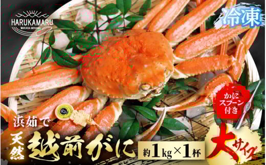 【先行予約】≪浜茹で≫ 地物!天然!越前がに 大サイズ(約1kg) × 1杯【冷凍】かにスプーン付き【2025年11月下旬以降順次発送予定】 はるか丸厳選!【冷凍 本場の味 ボイル 越前ガニ 蟹
