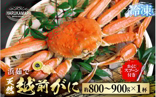 【先行予約】≪浜茹で≫ 地物!天然!越前がに 生の状態で約800g〜900g × 1杯【冷凍】かにスプーン付き【2025年11月下旬以降順次発送予定】 はるか丸厳選!【冷凍 本場の味 ボイル 越前ガニ