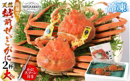 【先行予約】はるか丸厳選!≪浜茹で≫ 越前 せいこがに 大サイズ 約200g × 2杯【冷凍】かにスプーン付き【2025年11月下旬以降順次発送予定】とれたて!茹でたて!新鮮!【冷凍 セイコガニ