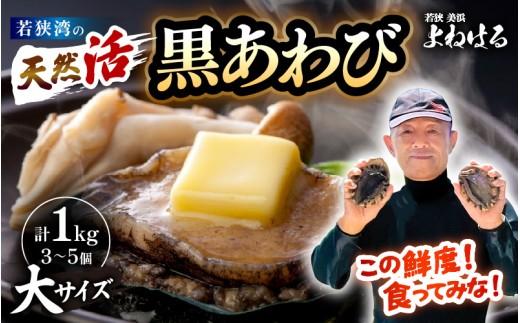 【先行予約】日本海若狭湾の 天然 活黒アワビ 計1kg (3〜5個) 大サイズ 【2026年3月より順次発送予定】 鮮度抜群 刺身 お造り バター焼き BBQ 入手困難 あわび アワビ 鮑 クロアワビ 黒あわび [m1