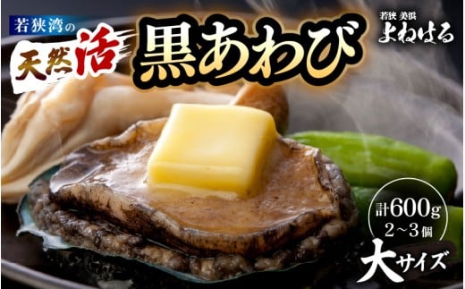 【先行予約】日本海若狭湾の 天然 活黒アワビ 計600g (2〜3個) 大サイズ 【2026年3月より順次発送予定】 鮮度抜群  刺身 お造り バター焼き BBQ 入手困難 あわび アワビ 鮑 クロアワビ 黒あわび [