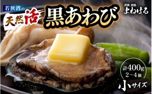 【先行予約】日本海若狭湾の 天然 活黒アワビ 計400g (2〜4個) 小サイズ 【2026年6月より順次発送予定】 鮮度抜群  刺身 お造り バター焼き BBQ 入手困難 あわび アワビ 鮑 クロアワビ 黒あわび [