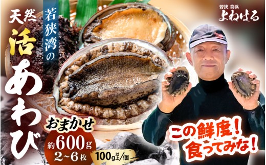 ys\zႨ܂ {Cዷp VR Ar v600g y2026N9菇\z NxQ  hg  o^[Ă BBQ  [m17-d006_09]䌧l48000ECYL