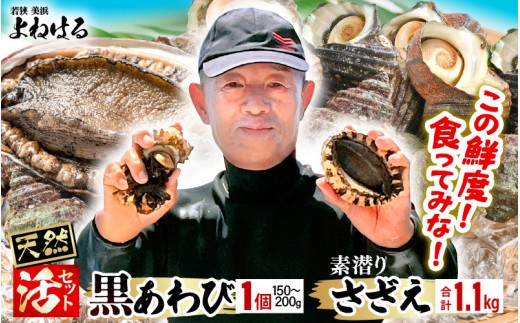 ys\z{Cዷp̑f VR Ar TCY 1  TUG 1.1kg y2026N7菇\zy荢 NAr     hg ڏĂ o^[
