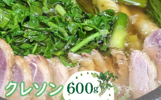N\ 600g kCEEւ̔zs ws ӂ邳Ɣ[  ₳ N\ t킹 R u  DSL005Ru5000؁Ê̑ 
