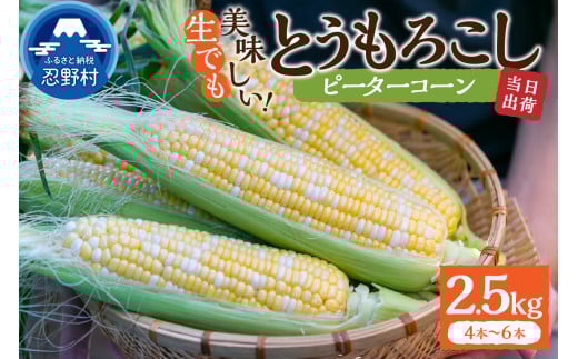【2026年先行予約】富士北麓忍野村の気候、水、自然で作られた朝採りトウモロコシ《ピーターコーン》4本〜6本(約2.5kg)山梨県忍野村13000野菜・きのことうもろこし