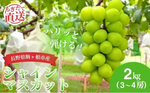 VC}XJbg 2kg i3`4[j  _ƂĒ Ԃǂ Ȃ 炲 Yn t[c ʕ fU[g  }XJbg uhE  H { sY MB 쌧 쌧