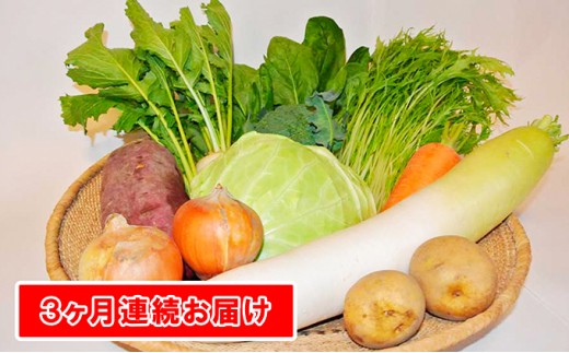 yցzG߂̗L@؁ulZbgvi10×3j[5659-1193]쌧s30000؁Ê̑ 