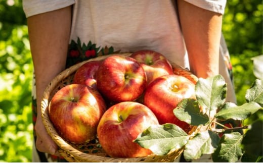 Ղy߂I쌧YuVimXC[gv񂲁i5kgj[5659-1397]쌧s14000ʕEt[c񂲁E