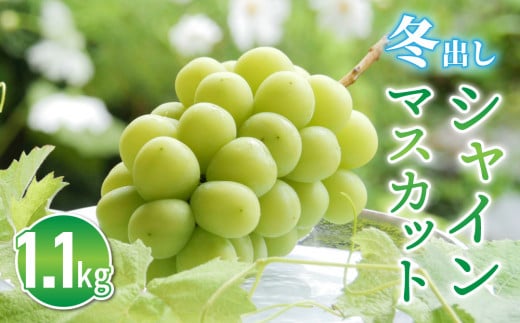 東御市産冬出しシャインマスカット2房(約1.1kg) ※2025年11月下旬〜12月中旬頃に順次発送予定 | 長野県 長野 東御市 人気 ぶどう 贈答用 ギフト 冬 フルーツ 果物 おすすめ 厳選 種無し 皮ご