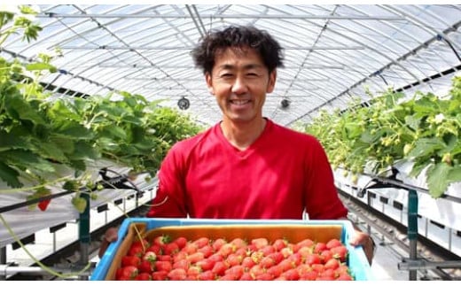 南相木村産農産物のジェラート 希少な夏秋いちご「サマープリンセス」のジェラート6個セット長野県南相木村12000菓子・スイーツアイス・ジェラート