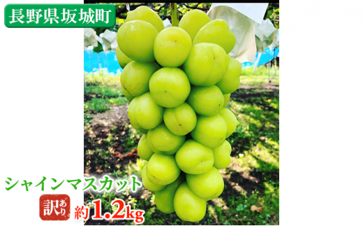[5729-0403]󂠂 VC}XJbg 1.2kg ؉ʎ Ԃǂ  }XJbg uhE t[c ʕ VCy ʕ z쌧钬9000ʕEt[c}XJbgEԂǂ