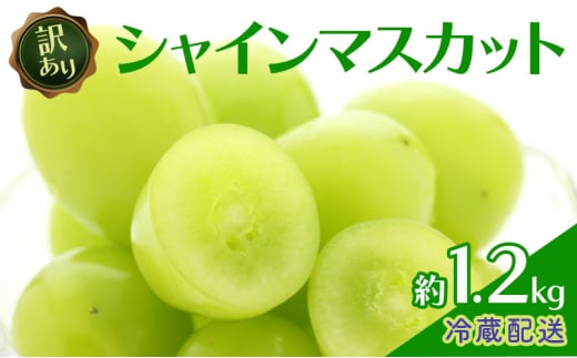 [5729-0472]󂠂 VC}XJbg 1.2kg  Vʎ Ԃǂ  }XJbg uhE t[c ʕ VC쌧钬13000ʕEt[c}XJbgEԂǂ