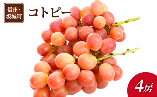 [5729-0496]Ԃǂ Rgs[ 4[  uhE t[c ʕ fU[g  MB  钬쌧钬21000ʕEt[c}XJbgEԂǂ