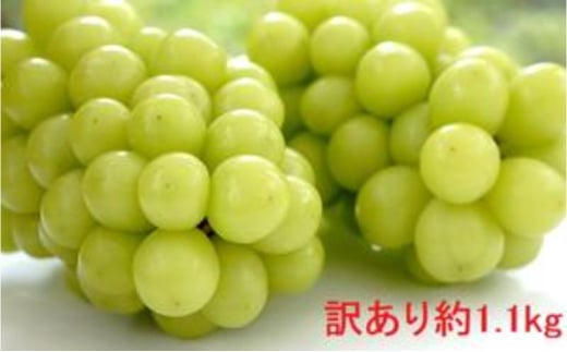 [5729-0500]inEԌj󂠂Vʎ̃VC}XJbg1.1kg ʕ Ԃǂ t[c  fU[g H H̖o Yn 쌧Y L@엿쌧钬12000ʕEt