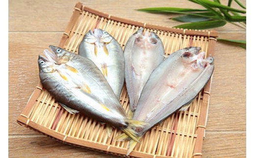 72 【皇室献上御料場近郊】川漁師の天然鮎/一夜干し岐阜県各務原市27000魚介・海産物鮮魚